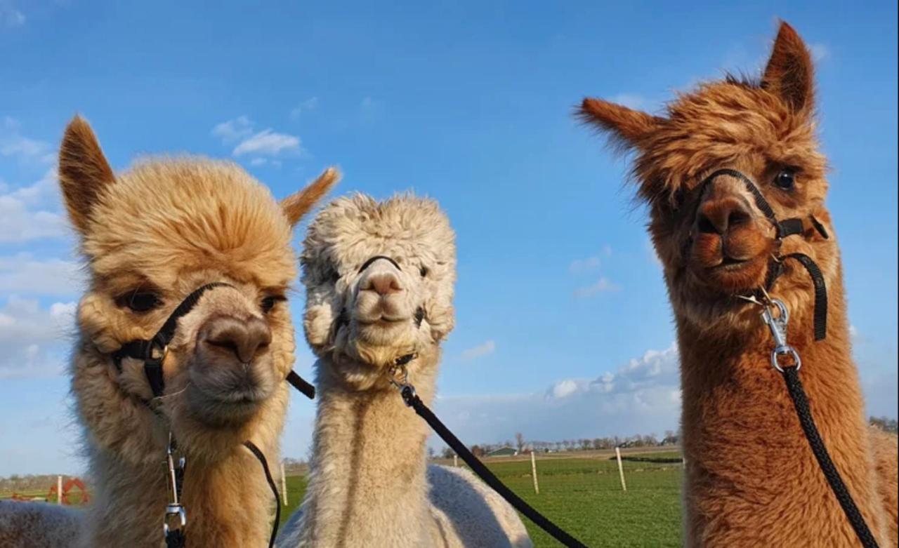 Vakantieboerderij Huize Nuis Noordbeemster Exteriér fotografie