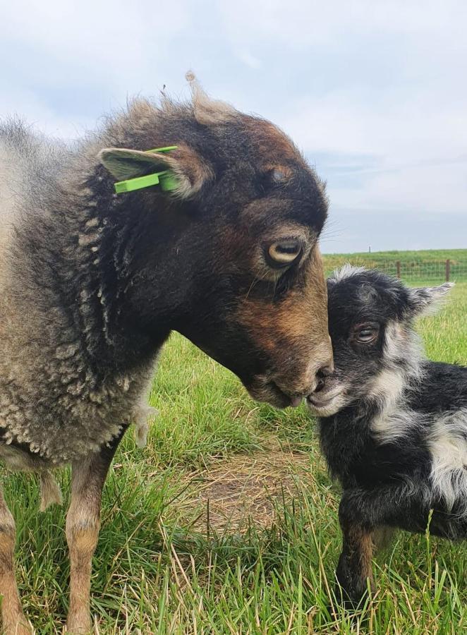 Vakantieboerderij Huize Nuis Noordbeemster Exteriér fotografie