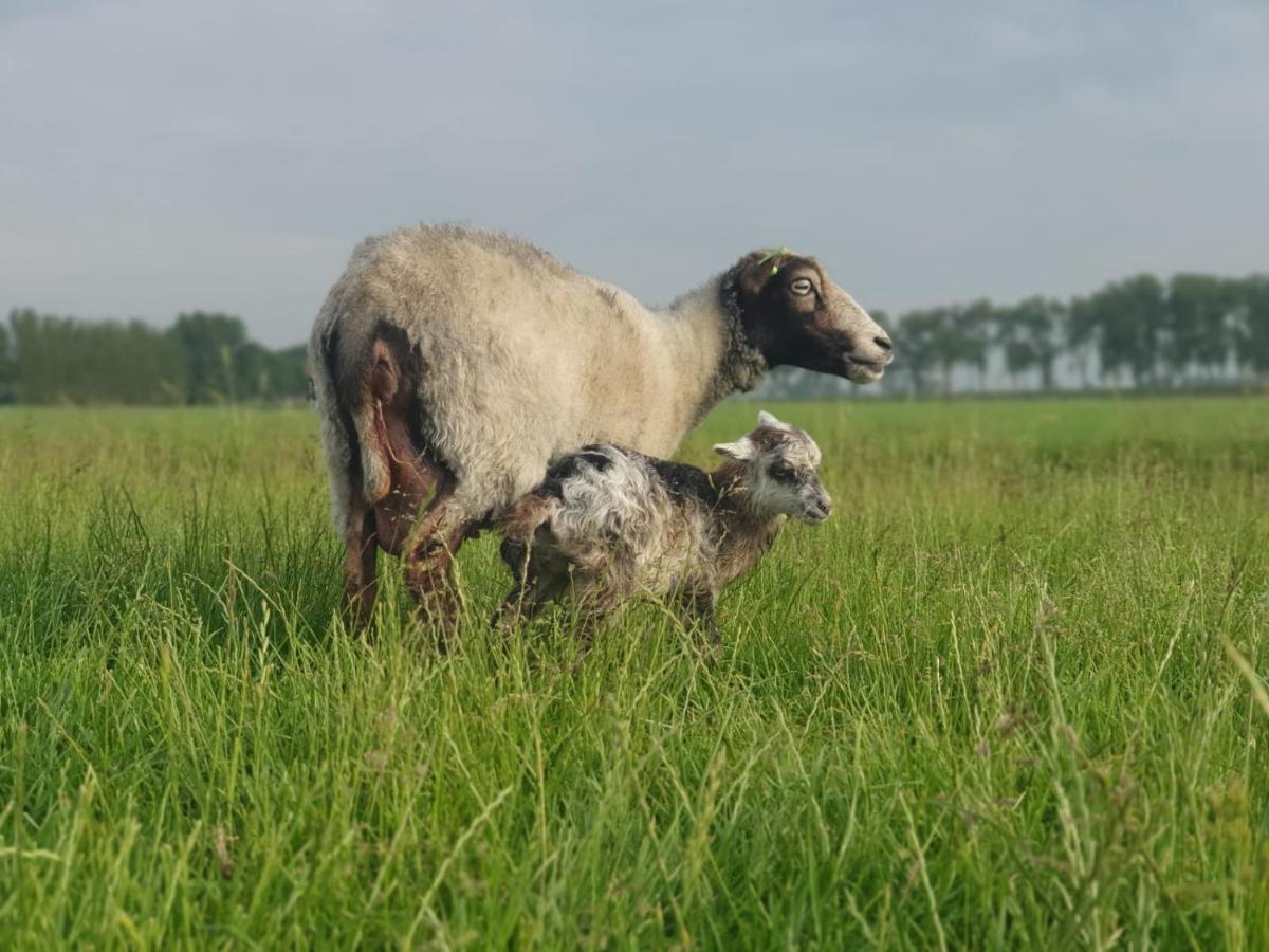 Vakantieboerderij Huize Nuis Noordbeemster Exteriér fotografie